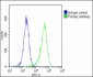 POSTN Antibody (C-term)