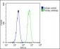 HLA-DPB1 Antibody (Center)