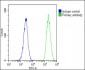 ND4L Antibody (C-term)