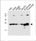 RPL10 Antibody (N-term)