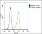 STAT1 Antibody (C-term)