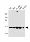 RBX1 Antibody (C-term)