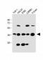 CCR2 Antibody (C-term)