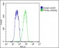 BAP1 Antibody (N-term)