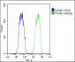 OVGP1 Antibody (N-Term)