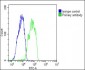 RARRES2 Antibody (N-Term)