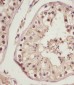 NSFL1C Antibody (N-Term)