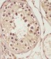 NSFL1C Antibody (Center)