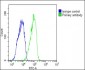 GYG1 Antibody (C-Term)