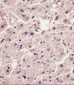 IL1RAP Antibody (C-Term)