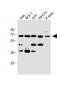 CDC25A (S124) Antibody