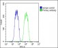 WNT5A Antibody (Center)