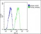 TTR Antibody (C-term)