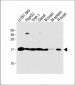 RS18 Antibody (Center)