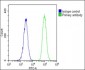 LIF Antibody (Center)