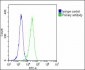 NTF3 Antibody (C-term)