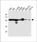 Vimentin Antibody