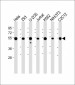 Vimentin Antibody