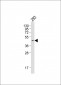 PRDM12 Antibody