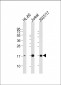 SUMO3 Antibody