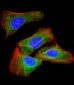 RAB23 Antibody