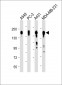 EGFR Antibody (C-term)