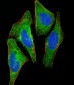 S100A2 Antibody