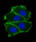 CADH1 Antibody