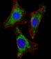 ISG15 Antibody (N-term))