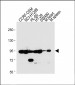 NOD1 Antibody (C-term)