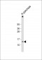 MDK Antibody (C-term)