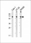 SLC23A1 Antibody (N-term)
