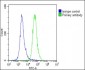 CD276 Antibody (C-term)