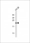 KRAS Antibody (C-term)