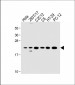 KRAS Antibody (C-term)