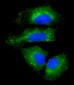 NAA10 Antibody (Center)
