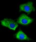 RPS7 Antibody (C-Term)