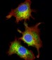 Cyclophilin D Antibody