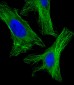 alpha Tubulin Antibody