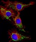 Hsp60 Antibody