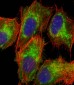 TOMM40 Antibody (N-Term)