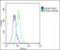 CKS2 Antibody (C-Term)