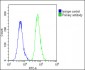 BCL2L10 Antibody (Center)