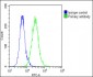 F13A1 Antibody (N-Term)