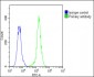 F13A1 Antibody (N-Term)