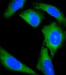 GCA Antibody (N-Term)
