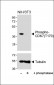 Phospho-CDK7(T170) Antibody