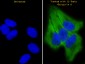 Phospho-TAK1 (Ser439) Antibody