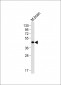 BHLH3 Antibody (N-term)