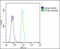 IGFBP4 Antibody (N-term)